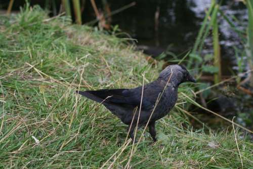 Corvus Monedula Bird Black The Jackdaw Crow Animal