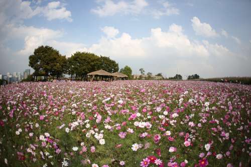 Cosmos Autumn Sky Flowers Cloud Booth