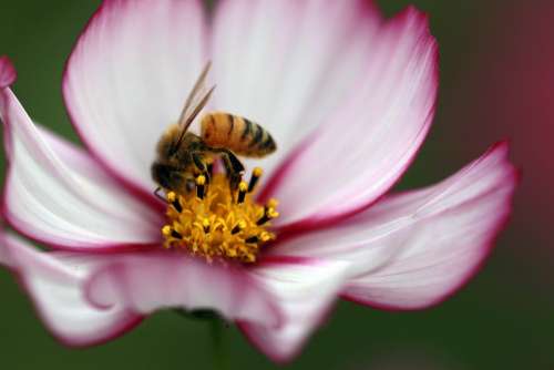 Cosmos Bee The Universe Breeding