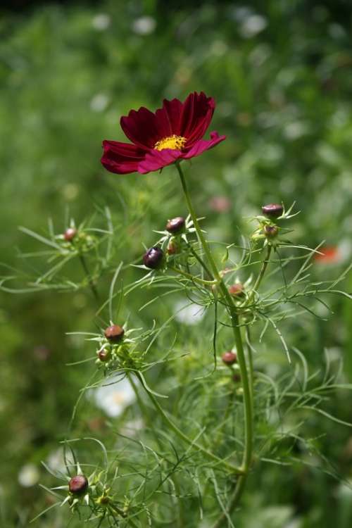 Cosmos Red Flower Floral Country Farm Plant