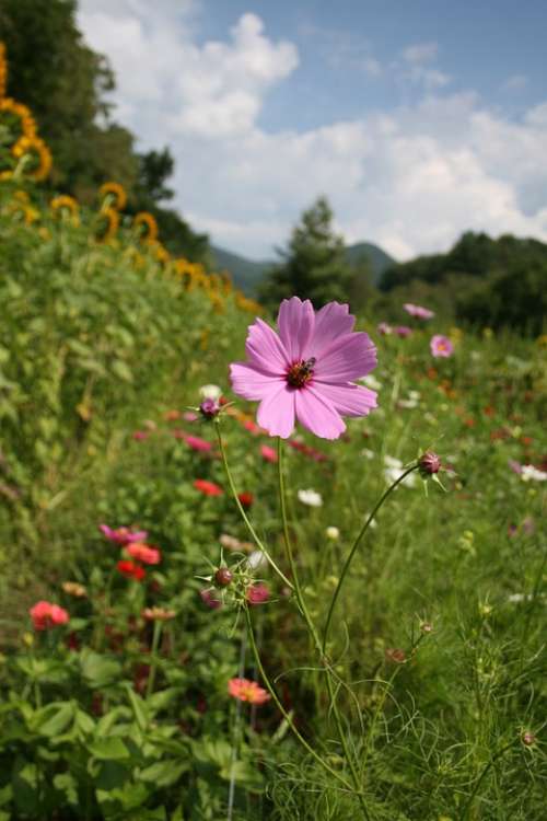 Cosmos Pink Field Summer Farm Beauty Plant