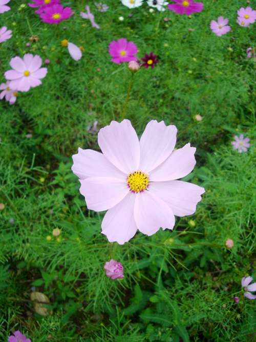 Cosmos Autumn Pink