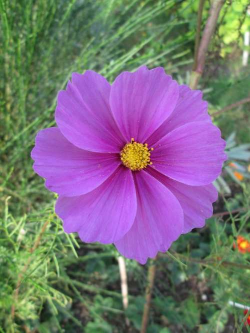 Cosmos Cosmea Flower Blossom Bloom Purple Nature