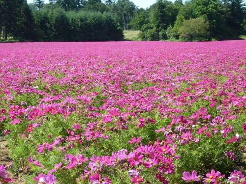 Cosmos Field Flowers Pink Plants Nature Cosmos