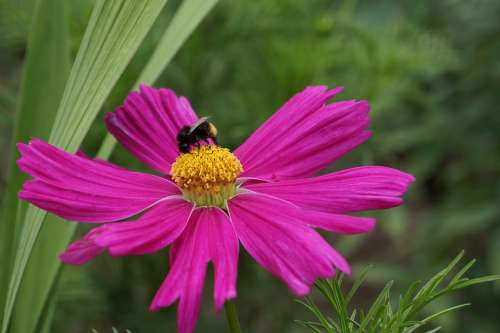 Cosmos Flower Delicate Flower Bee In Bloom Summer