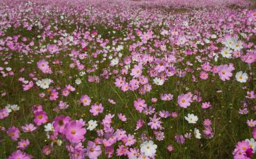 Cosmos Flowers Flowers Field Autumn Seasonal