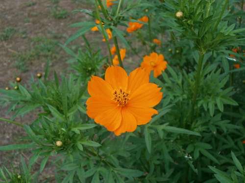 Cosmos Sulphureus Cosmos Orange Blossom