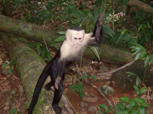 Costa Rica Jungle Monkey Wildlife Animal Creature