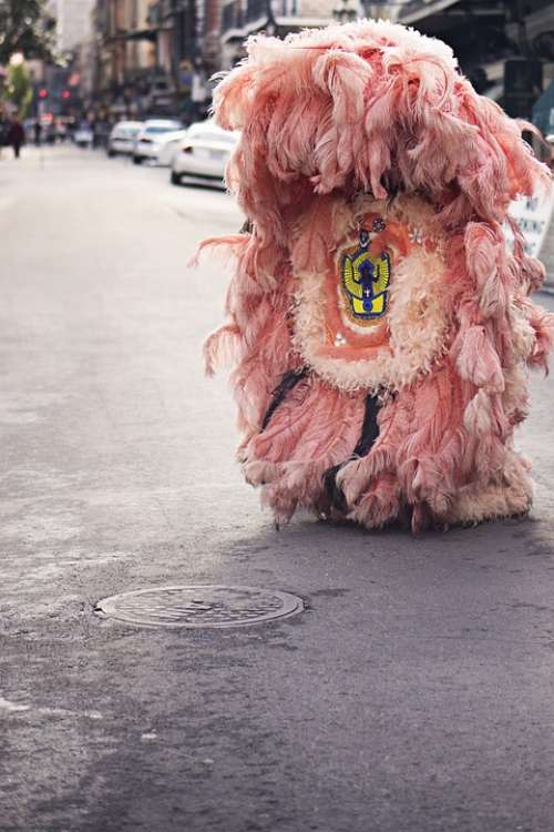 Costume Feathers Pink Urban Fur Street Pavement