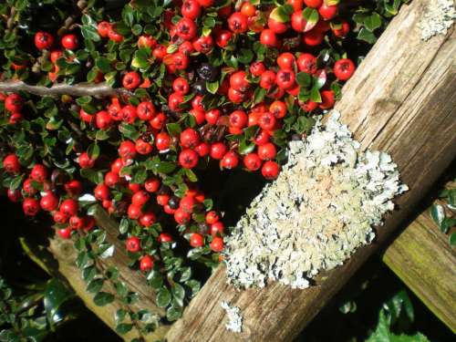 Cotoneaster Berries Plant Fence Ornamental Autumn