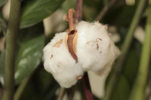 Cotton Flowers Plant Texture