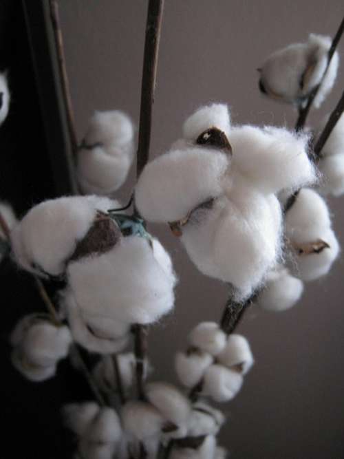 Cotton Plant White Woolly