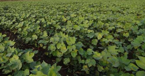 Cotton Highyielding Seedlings Plants Agriculture