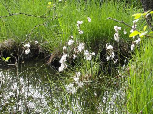 Cotton Flower Moor Raakmoor Spring Green