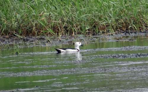 Cotton Pygmy Goose Cotton Teal