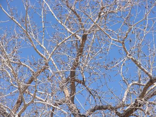 Cottonwood Tree Spring Branches
