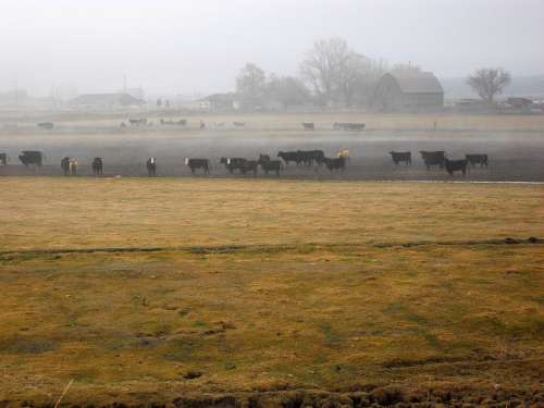 Country Rural Cattle Field Scenery Farming Scenic