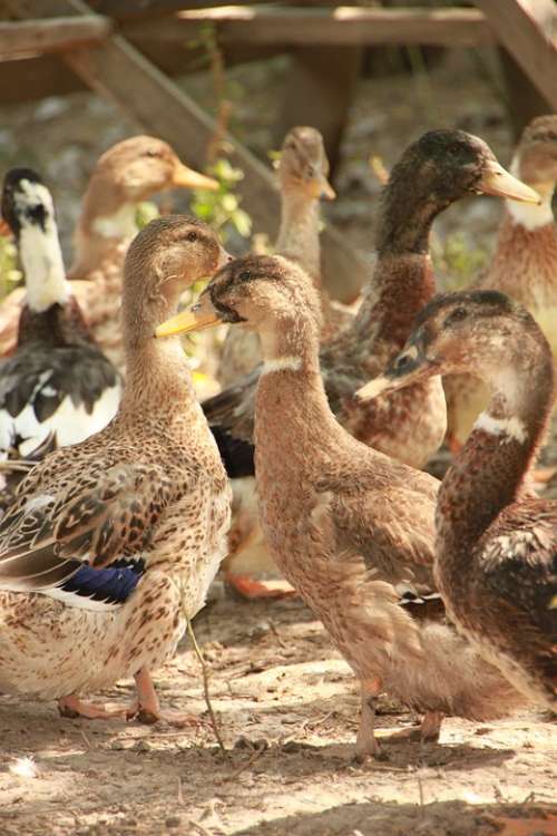 Country Ducks Eco Garden Poultry Birds