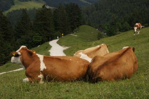 Cow Animal Relaxed Alm Kampenwand Summer Alpine