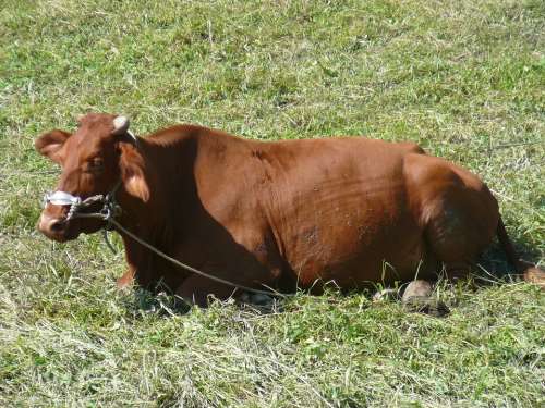 Cow Field Agriculture Brown Animal Husbandry