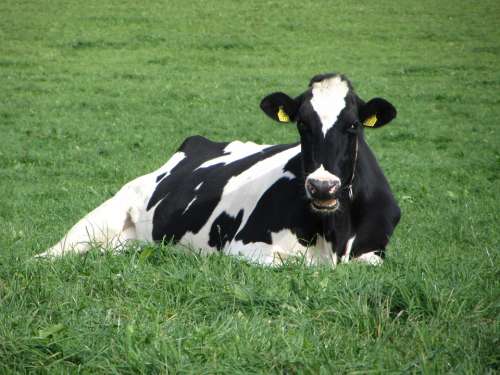 Cow Black White Grass Green Meadow