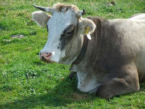 Cow Cattle Alm Domestic Cattle Bavaria Break