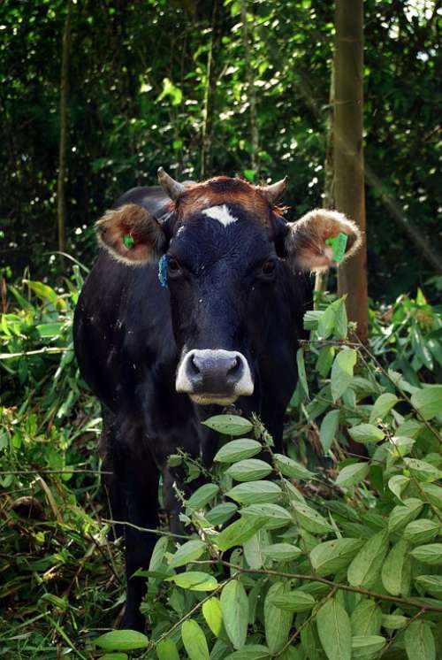 Cow Toro Horns Nature Livestock Animals Green