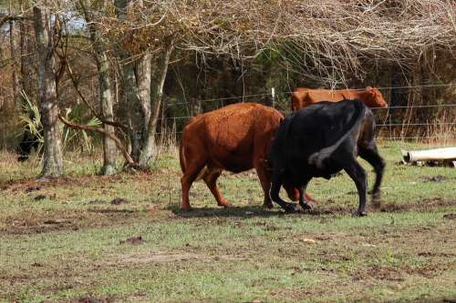 Cow Animal Mammal Farm Bovine Fight Dairy