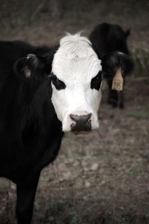 Cow Bovine Mammal Animal Farm Mad Black Angry