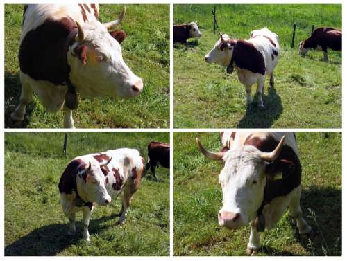 Cow Ox Pasture Four Grass Horns