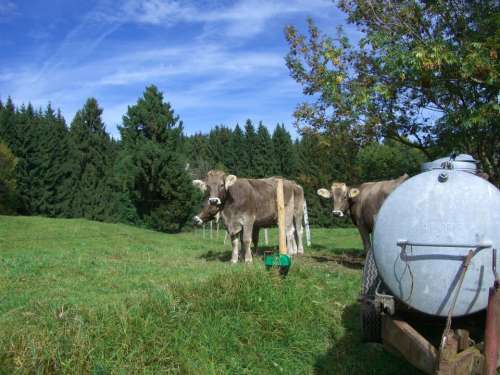 Cow Young Cattle Beef Water Tank Pasture Forest