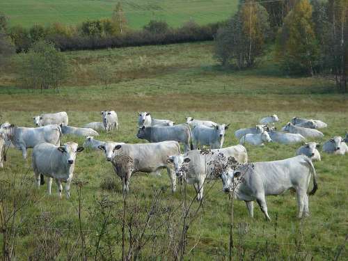 Cow White Meadow Herd
