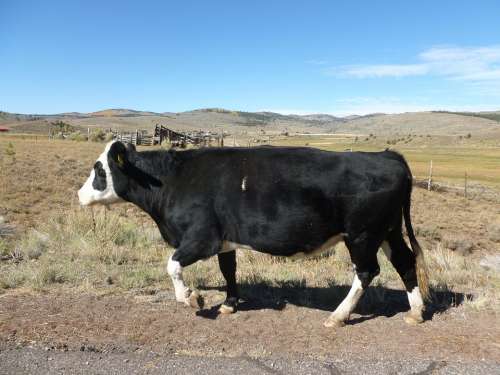 Cow Field Graze Pasture Farmland Countryside Utah