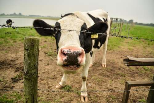 Cow Silly Funny Milk Cow Farm Barbwire