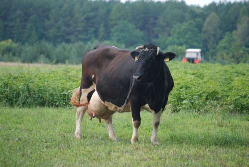 Cow Cows Milk Animal Beast Village Meadow Summer