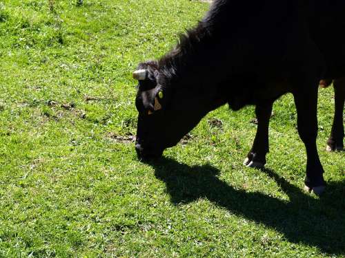 Cow Field Horns Nature Livestock Animals Galicia