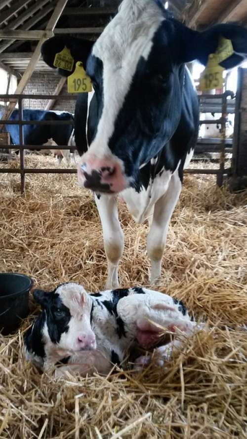 Cow Calf Birth Born Agriculture Dairy Cattle Cows