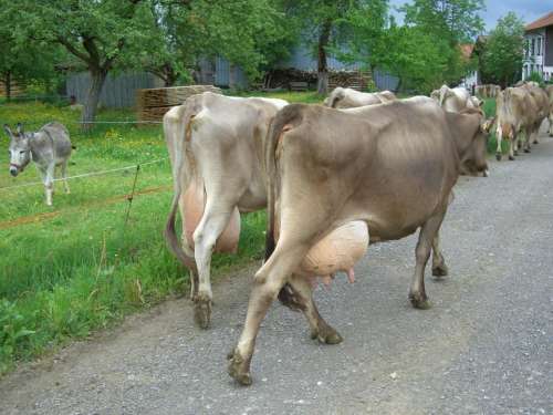 Cow Dairy Cows Udder Impact Fully Way Home Cattle