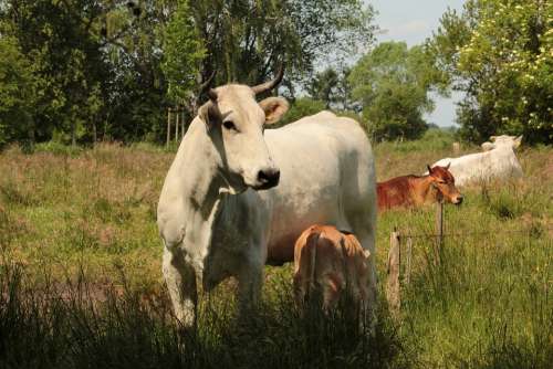 Cow Pasture Landscape Cattle Animal Cows