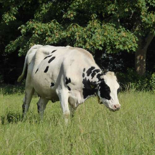 Cow Milk Cow Beef Black White Animal Spotted