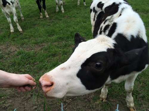 Cow Calf Feeding Field Farm Grass Food Eating