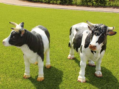 Cow Cows Bovine Species Oxen Nature