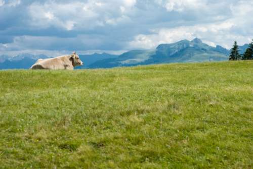 Cow Switzerland Europe Mountain Nature Summer
