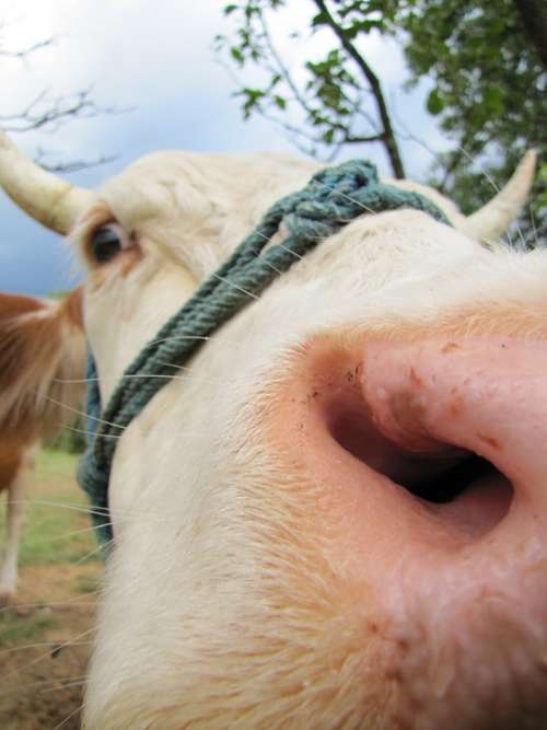 Cow Four-Legged Animal Farm Animals Hair Horn