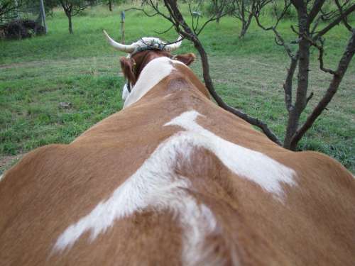 Cow Four-Legged Animal Farm Animals Hair Horn