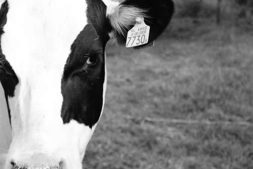 Cow Black White White Farm Black Animal Beautiful