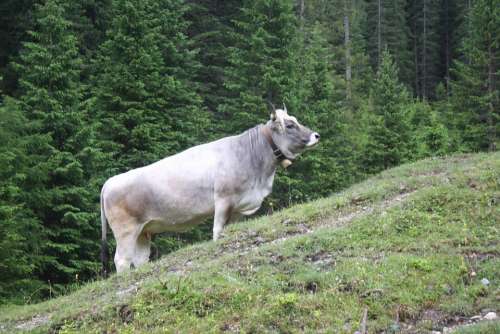 Cow Ox Steep Uphill