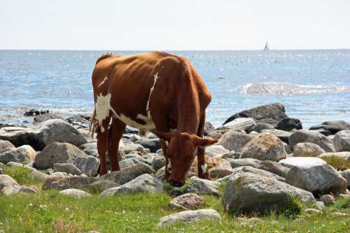 Cow Summer Sea
