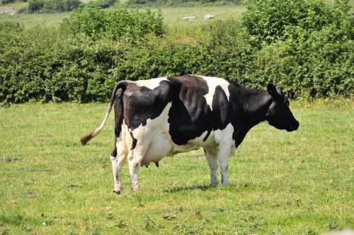 Cow Moo Farm Cattle Animal Milk Livestock Mammal
