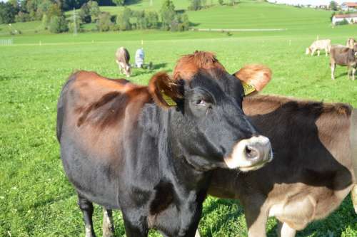 Cow Allgäu Meadow Dairy Cattle Cattle Farm Types